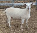 Sheep Trax Madeline 394M
